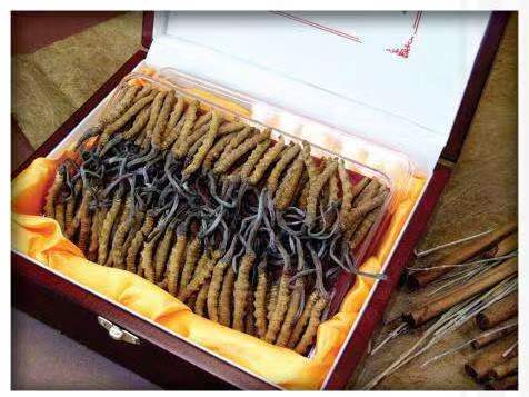 香河冬虫夏草回收